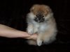 Померанский шпиц девочка